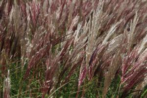 miscanthus sinensis red chief 