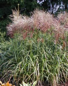 miscanthus sinensis rotsilber