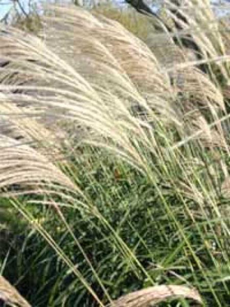 miscanthus sinensis silberfeder