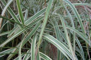 miscanthus sinensis variegatus