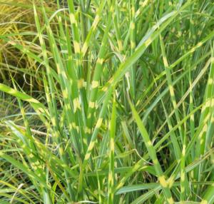 miscanthus sinensis zebrinus