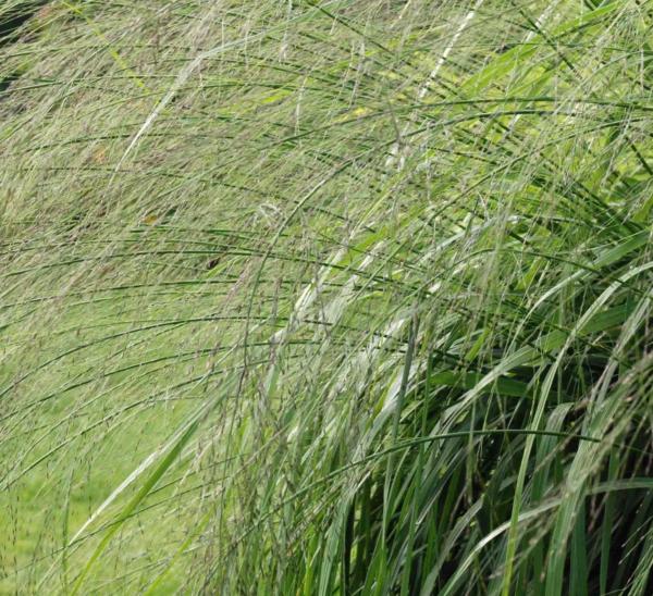 molinia arundinacea transparent