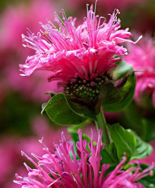 monarda cranberry lace