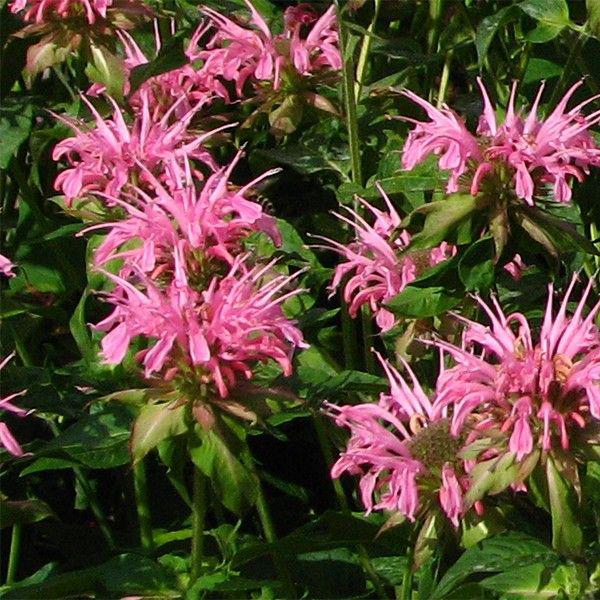 monarda croftway pink 