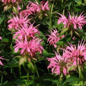 monarda croftway pink 