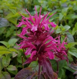 monarda dancing bird