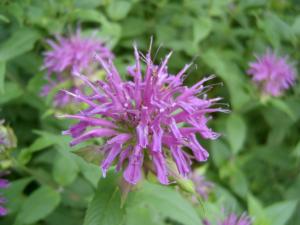 monarda didyma panorama