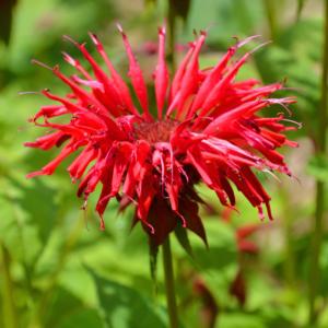 monarda gardenview scarlet