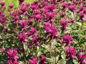 monarda gewitterwolke