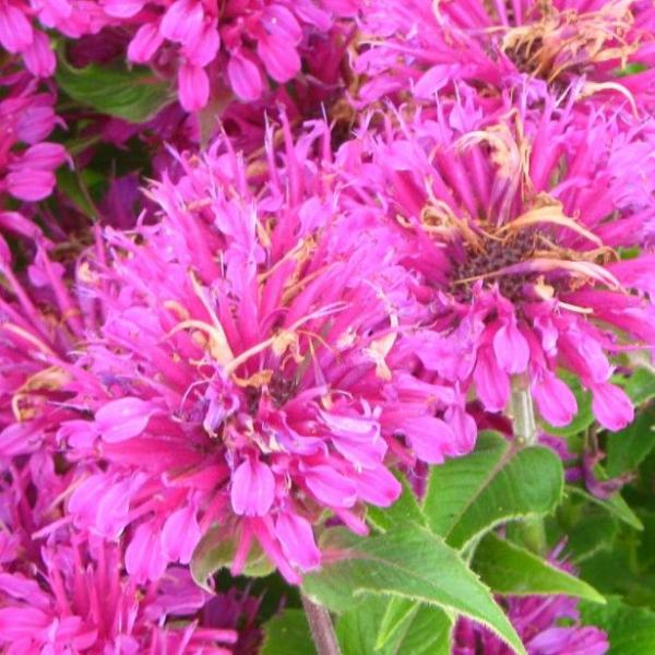 monarda purple lace