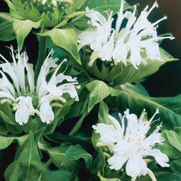 monarda schneewittchen