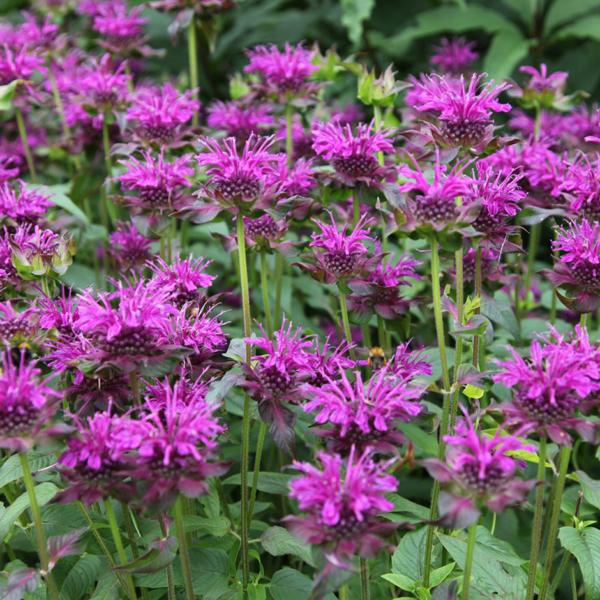 monarda scorpion