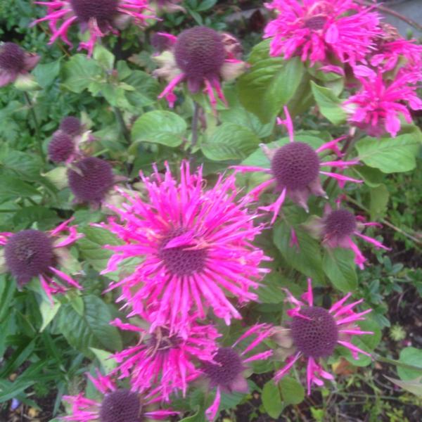 monarda sugar lace