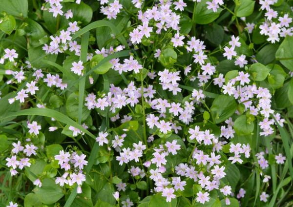 montia sibirica (claytonia)