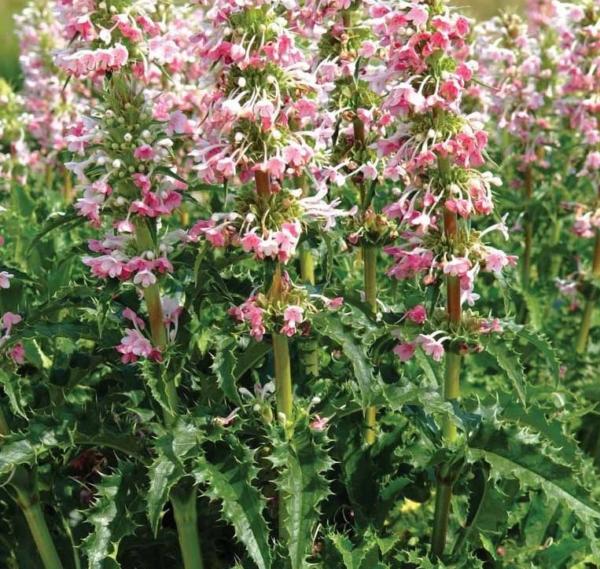 morina longifolia