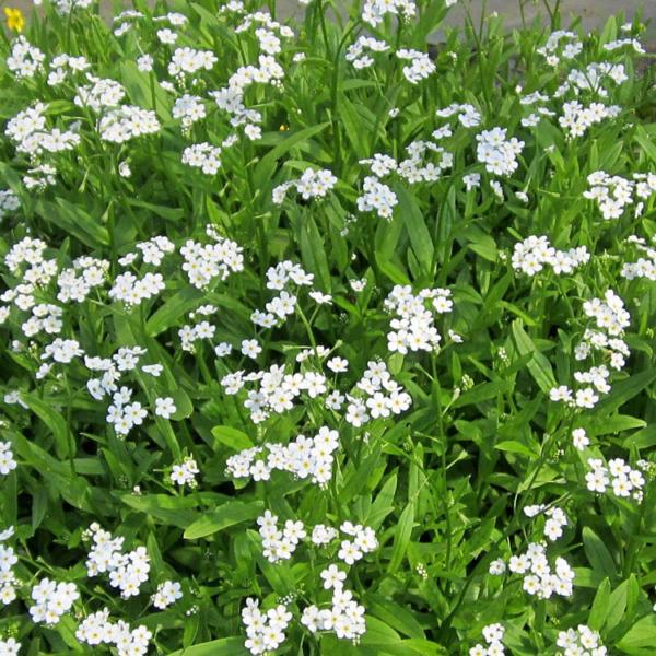 myosotis palustris alba 