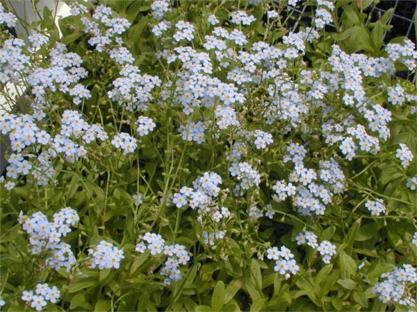 myosotis palustris