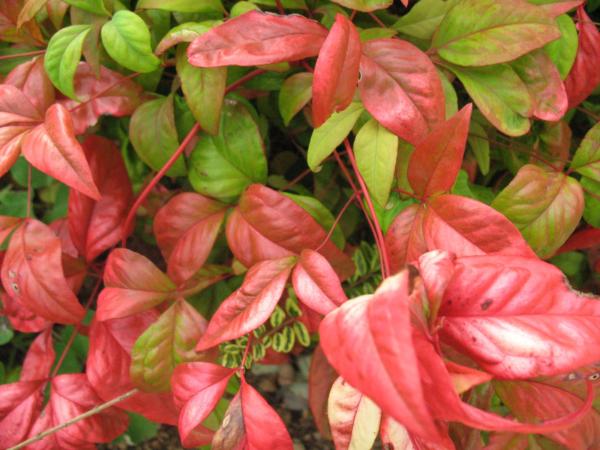 nandina domestica fire power