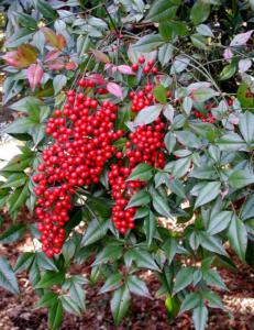 nandina domestica