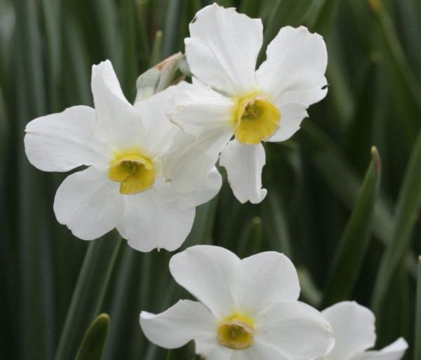 narcissus biflorus curtis