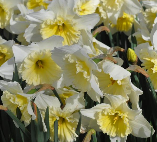 narcissus ice follies