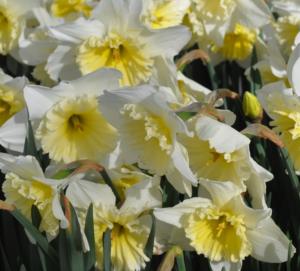 narcissus ice follies