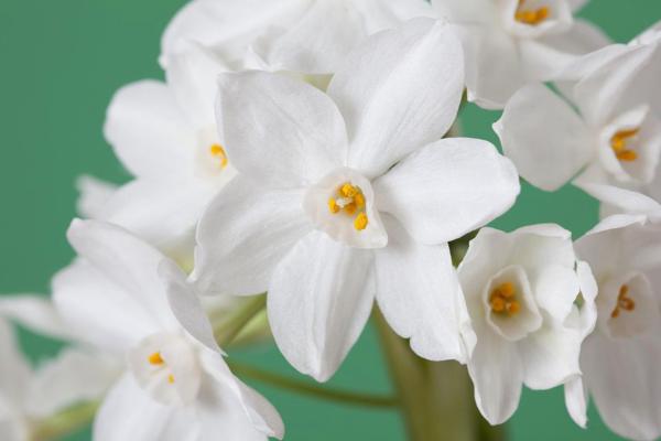 narcissus paper white