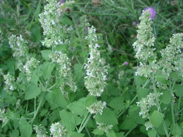 nepeta cataria citriodora