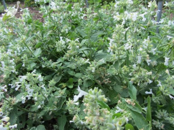 nepeta faassenii alba