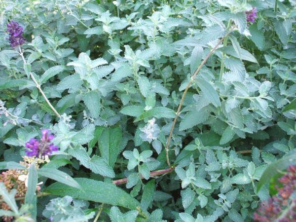 nepeta faassenii