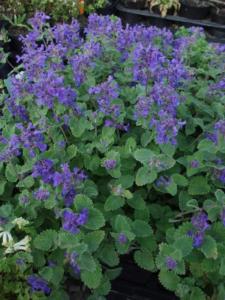 nepeta faassenii blue wonder   