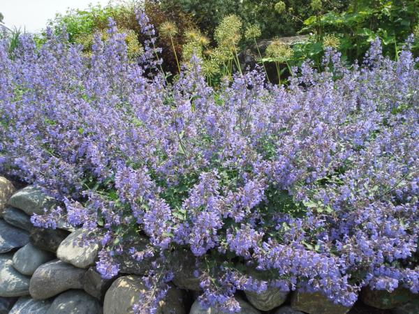 nepeta faassenii kit cat 