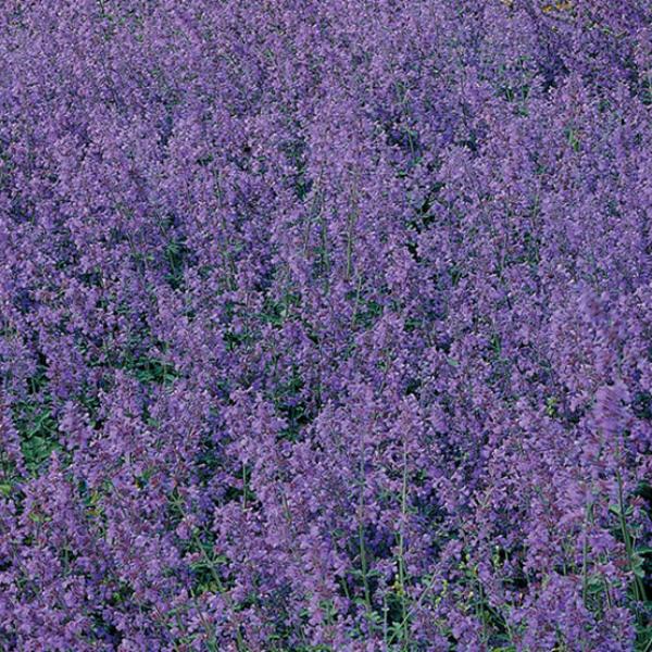 nepeta faassenii walker's low