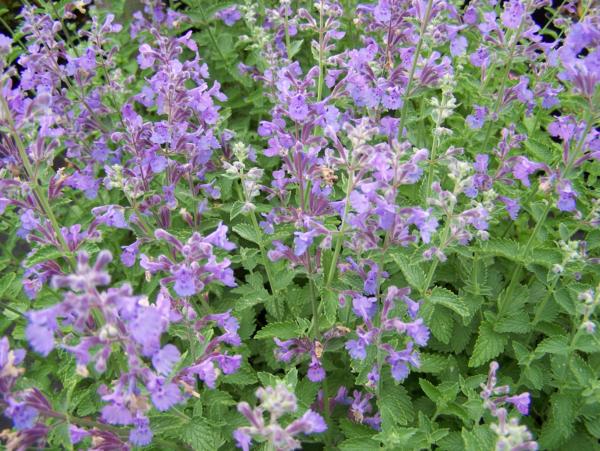 nepeta faassenii six hills giant