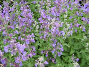 nepeta faassenii six hills giant