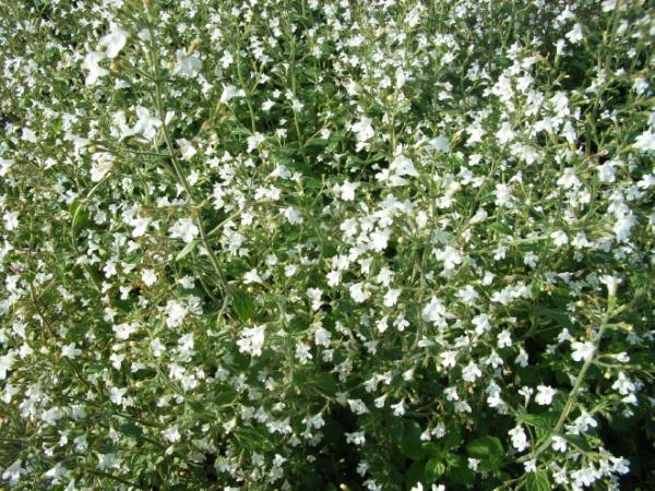 nepeta nepetella