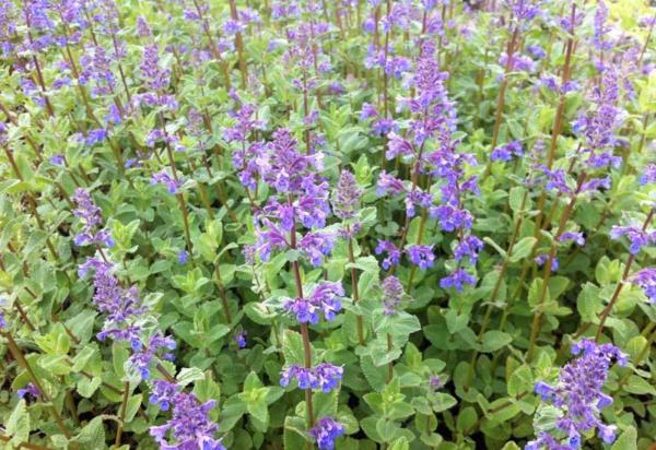 nepeta racemosa superba 