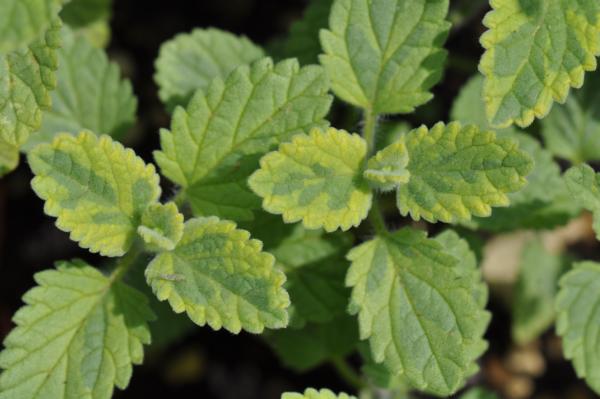 nepeta faassenii six hill gold