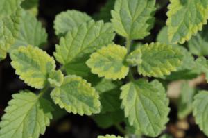 nepeta faassenii six hill gold