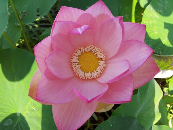 nymphaea rustica