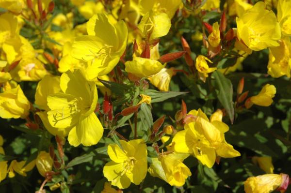 oenothera fruticosa youngii