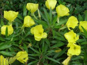 oenothera missouriensis