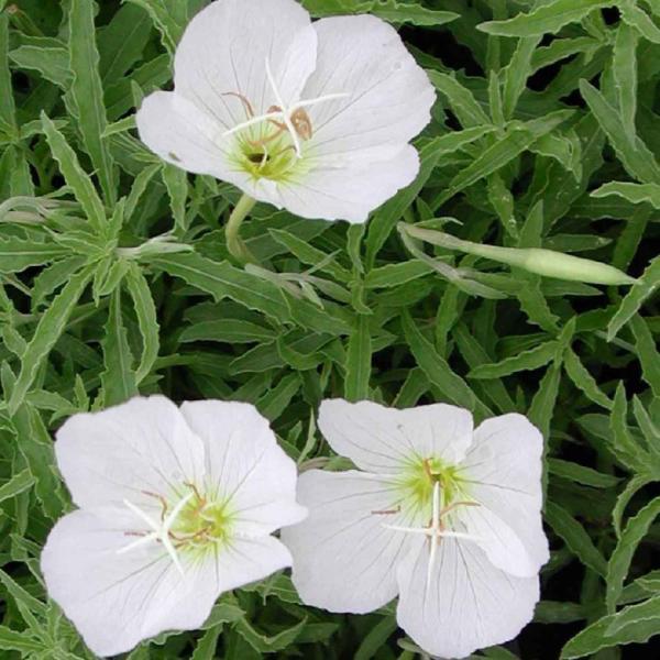 oenothera speciosa alba