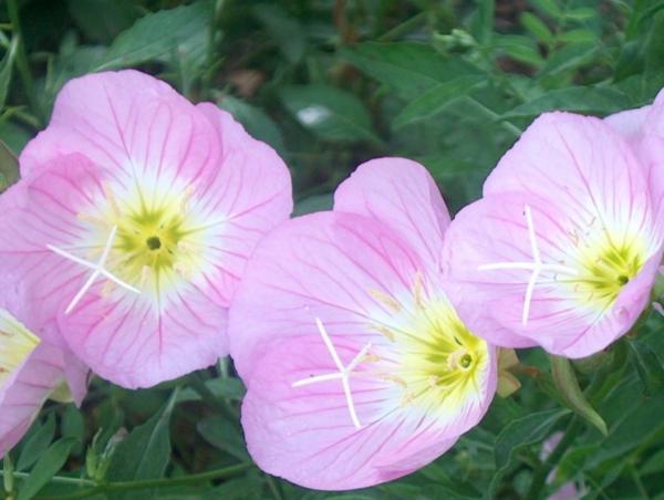 oenothera speciosa