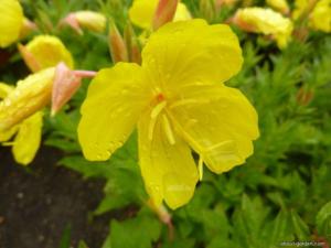 oenothera tetragona