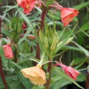 oenothera versicolor