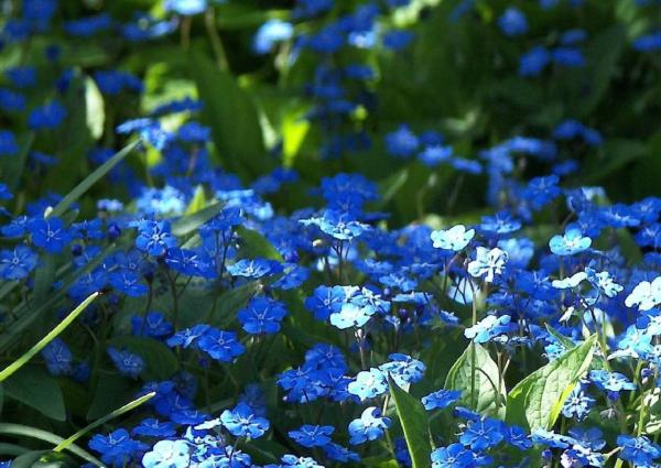 omphalodes cappad. cherry ingram