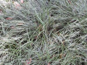 ophiopogon japonicus silver mist