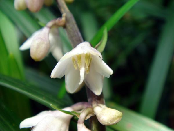 ophiopogon wallichianus