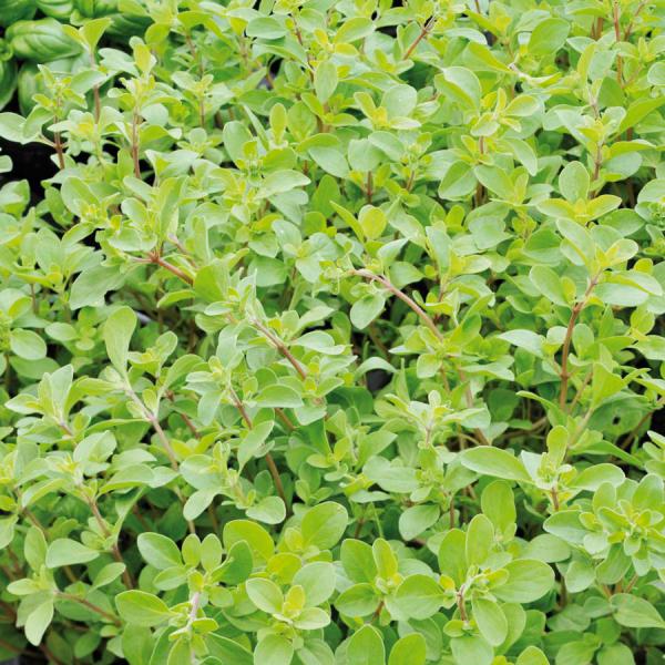 origanum majorana